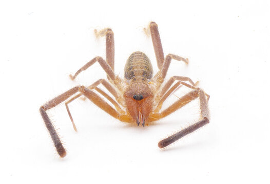 Wind scorpion camel spider sun scorpion - Ammotrechella stimpsoni - is a species of curve faced solpugid in the family Ammotrechidae, isolated on white background closeup face front view