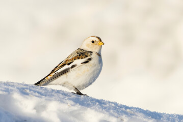 Snow bunting (Plectrophenax nivalis) standing in the snow in early spring.	