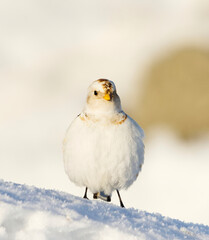 Snow bunting (Plectrophenax nivalis) standing in the snow in early spring.	