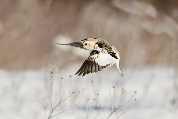 Snow bunting (Plectrophenax nivalis) landing in the field in spring.