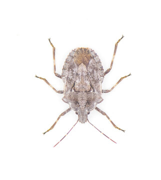 grey rough or four humped stink bug - Brochymena arborea - top dorsal view isolated on white background.  serious pest for farmers and crops.  extreme high detail great view of open pores