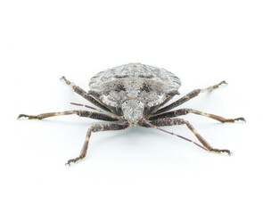 grey rough or four humped stink bug - Brochymena arborea - front face view isolated on white background.  serious pest for farmers and crops.  extreme high detail great view of open pores
