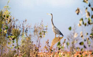 great blue heron