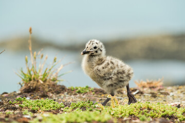a jung bird hwo make her first steps