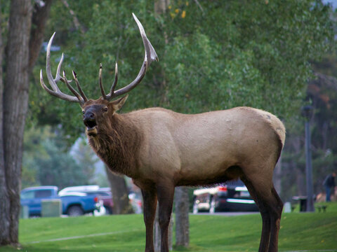 Bull Elk Bugle