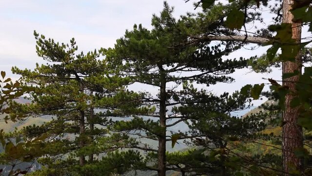 Low-angle shot of black pines moving from wind with cloudy sky background