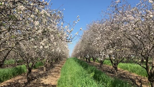 Almond trees in bloom. Large garden with flowering trees. Farming - almond production. fresh pink flowers on the branch of fruit tree