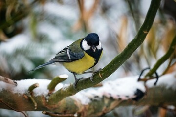 Great tit perching on plant