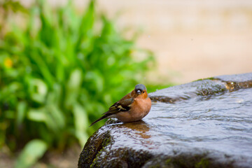 Pinzón vulgar en una fuente de piedra