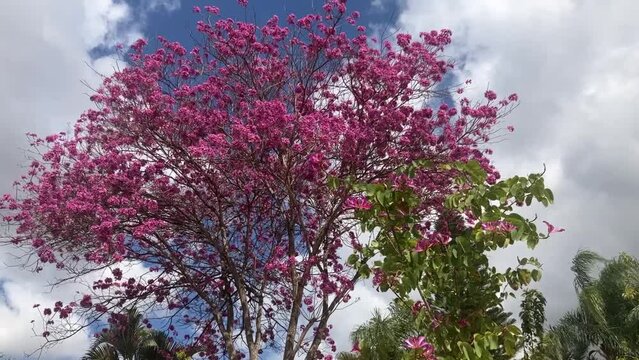 Tabebuia Ant tree in pink. Spring flowering. The most beautiful trees on the planet. Trumpet tree