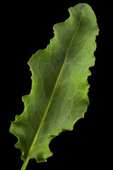 Horse sorrel leaf, lat. Rumex confertus, isolated on black background