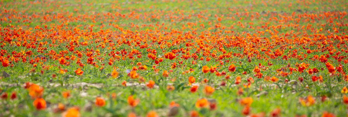 Wild Red Data Book tulips Greig in the fields of Kazakhstan. Spring flowers under the rays of sunlight. Beautiful landscape of nature. Hi spring. Beautiful flowers on a green meadow.