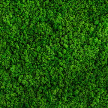 Green Forest Background Drone