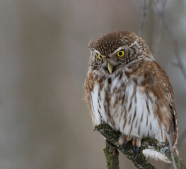 Glaucidium brasilianum