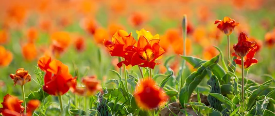 Vlies Fototapete Orange Wild Red Data Book tulips Greig in the fields of Kazakhstan. Spring flowers under the rays of sunlight. Beautiful landscape of nature. Hi spring. Beautiful flowers on a green meadow.