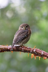 Pearl-spotted owlet on tree branch