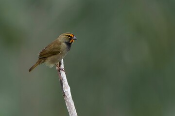 Brambling perching on tree branch