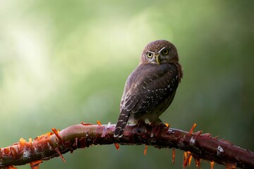 Pearl-spotted owlet on tree branc