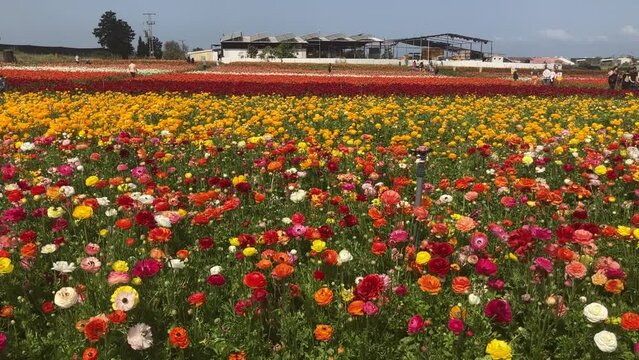Ranunculus fields. Beautiful rows of flowers. Asian ranunculus farm. Сolorful buttercups