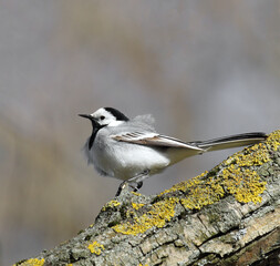 Motacilla albawagtail
