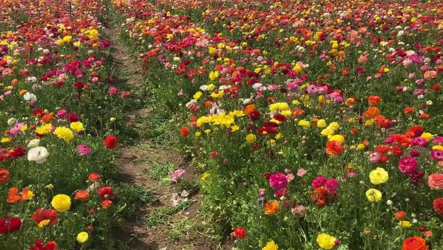 Ranunculus fields. Beautiful rows of flowers. Asian ranunculus farm. Сolorful buttercups