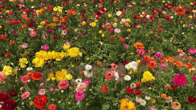Ranunculus fields. Beautiful rows of flowers. Asian ranunculus farm. Сolorful buttercups