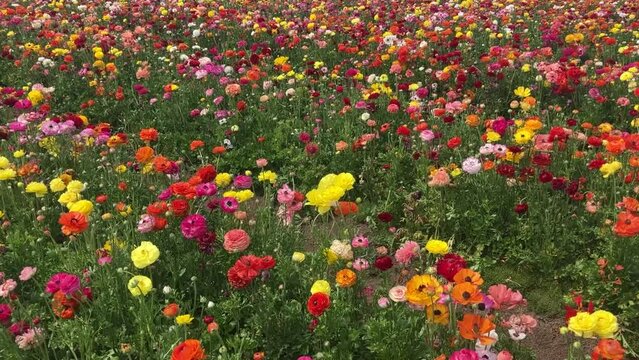 Ranunculus fields. Beautiful rows of flowers. Asian ranunculus farm. Сolorful buttercups