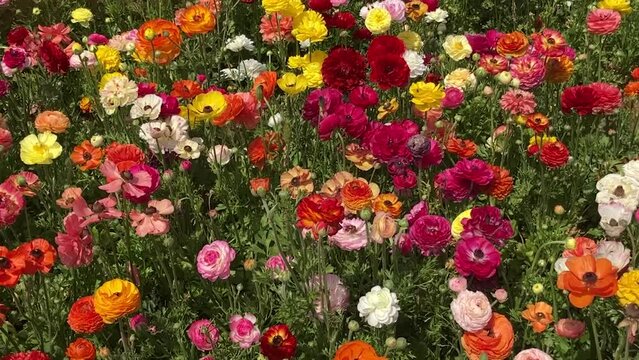Ranunculus fields. Beautiful rows of flowers. Asian ranunculus farm. Сolorful buttercups