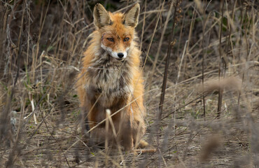 red fox