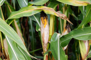 single golden open corn cob surrounded by green leaves. important staple food. day cloudy without people