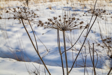 Hogweed in winter