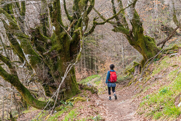 Obraz premium Hiker walking along a path between trees