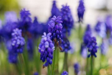 Cobalt blue muscari flowers blooming close up