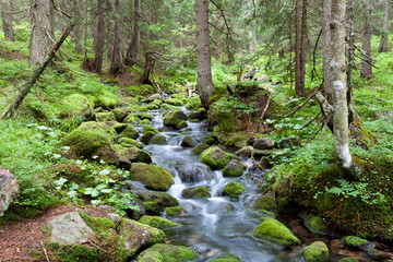 Fast mountain river in forest. Ziarska valley. Western Tatras. Slovakia