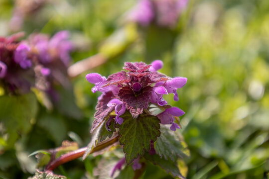 The pretty purple flowers of the dead nettle also called in Latin 'Lamium Purpureum'. From a distance an unimpressive flower, at macro distance a beautifully shaped flower
