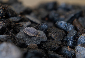 Woodlouse - Cochinilla 