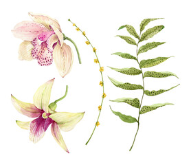Botanical set of watercolor illustrations of tropical flowers and plants on a white background. hand painted .   © Lana
