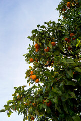 Ramas de un naranjo cargadas de fruta y cielo desenfocado