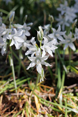 Drooping star-of-Bethlehem flowers blooming in the garden