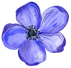 Watercolor purple anemone flower botanical illustration