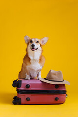 Adorable cute Welsh Corgi Pembroke going on vacation standing on red suitcase with straw hat on yellow studio background. Funny Vacation and Travel concept