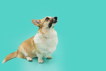 Portrait attentive corgi puppy dog looking up with concentrate expression face. Isolated on green, blue background. training obedience concept