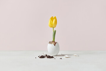 Yellow tulip flower growing in eggshell.