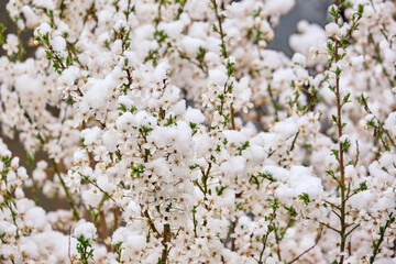 White cherry plum flowers are covered with snow. Cold snap in spring, snow in April