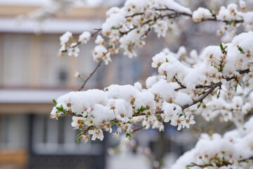 White cherry plum flowers are covered with snow. Cold snap in spring, snow in April