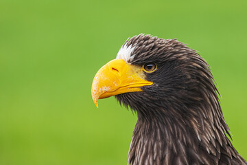 Steller's sea eagle (Haliaeetus pelagicus), also known as Pacific sea eagle or white-shouldered eagle