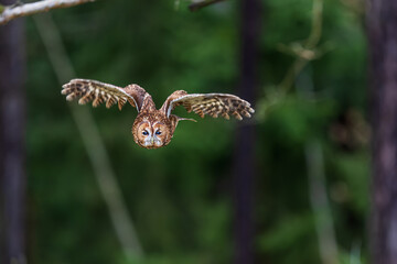 male tawny owl (Strix aluco) flying out of the forest