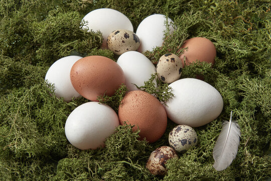Fresh chicken and quail eggs in moss nest.