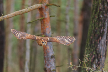 male tawny owl (Strix aluco) flight through the forest