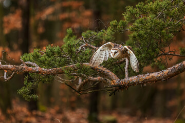 barn owl (Tyto alba) flight through the forest
